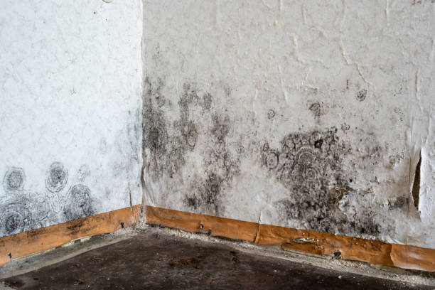 Mold Removal Process in Elberta, AL